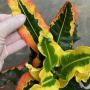 Codiaeum Pra Aroon.