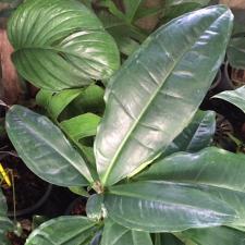 Syngonium podophyllum 'Trileaf Wonder' 4 шт в горшке
