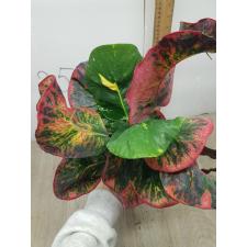 Codiaeum Amnat Charoen (F1) 75