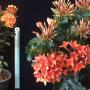 Ixora sp.(T18) orange flower and wavy leaf
