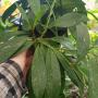 Hoya pubicalyx (splash)