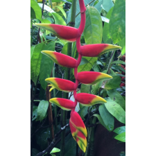 Heliconia rostrata