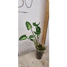 Syngonium 'Money Cup' - 'Godzilla'