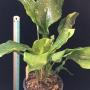 Aspidistra sp.(T04)