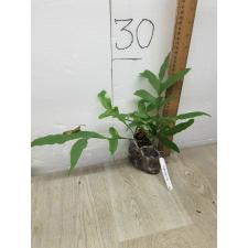 Drynaria bonii 'Ubon' 81