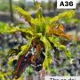 Codeium A36 Tha sa dej