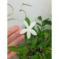 Kopsia sp.(T02)(white flower) 160