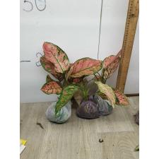 Aglaonema Valentines A-145