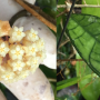 Hoya finlaysonii (#691).
