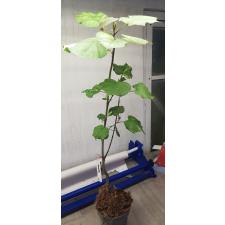 Hibiscus tiliaceus variegated Tricolor 136/1 по 2200р