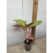 Aglaonema NEW6 Siam Diamond pot