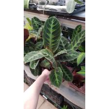 Calathea Warscewiczii 12 cm pot  2500p