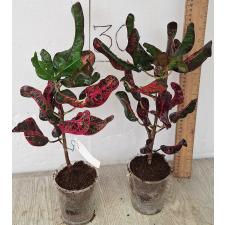 Кодиеум Кун Чанг Линг. / Codiaeum Khun Chang Kin Leang