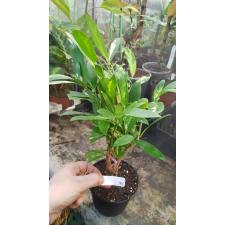 Suregada multiflorum  (yellow leaf) 711