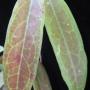 Hoya sp.682             682