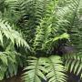 Nephrolepis biserrata 'Giant leaf