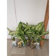 Aglaonema Rich no.6 A-70