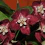Hoya imperialis (long leaf) Pink        110