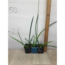 sansevieria cylindrica s