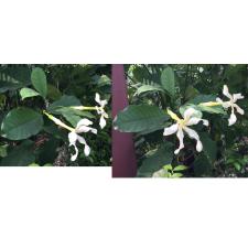 Tabernaemontana holstii 299/1 - 2200p