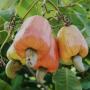 Anacardium occidentale (орех кешью)