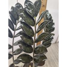 Zamioculcas zamiifolia SP (black leaf) 