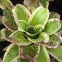 Neoregelia Inkwell albomarginata (Bromeliad) 214