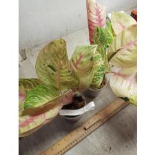 Aglaonema P-23  Moon light -Pink