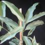 Cinnamomum zeylanicum (blue leaf)