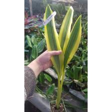 Sansevieria guineensis variegata 929
