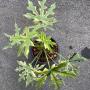 Scidoscolus aconitifolius variegated.
