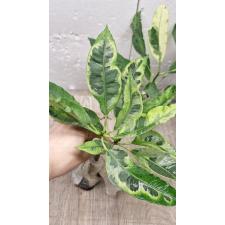 Codiaeum Variegated A65