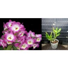 INCRASSATA MARGIN VARIEGATA  белый край 1+