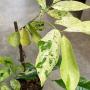 Artabotrys hexapetalus variegated.