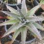 Dyckia platyphylla (purple leaf) (Bromeliad) 68