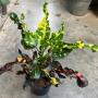 Codiaeum Chao Sinchai