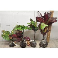 Codiaeum Nongluk 53-46/1