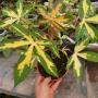 Manihot esculenta variegated