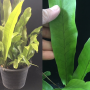 Polypodium musifolium x Microsorum punctatum (No.1).