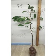 Dimocarpus longan ‘White fruit’