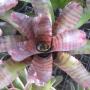 Neoregelia Red Tiger (Bromeliad) 227