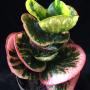 Codiaeum Pink Rose