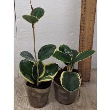 Хойя аустралис "Блонди" / Hoya Australis 'blondie'