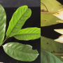 Goniothalamus marcanii (seedling).