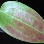 Hoya cinnamomifolia (#56).