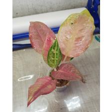 Aglaonema Prakaipet pot