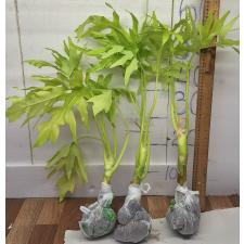 Филодендрон золотой сатин / philodendron golden satin