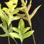 Phymatodes scolopendria (southern Thailand)