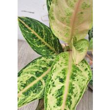 Аглаонема Арадин. / Aglaonema Aradin A-16