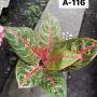 Aglaonema  Diana A-116